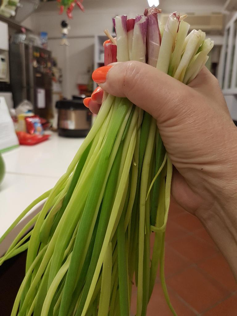 Spring Onion which I harvest