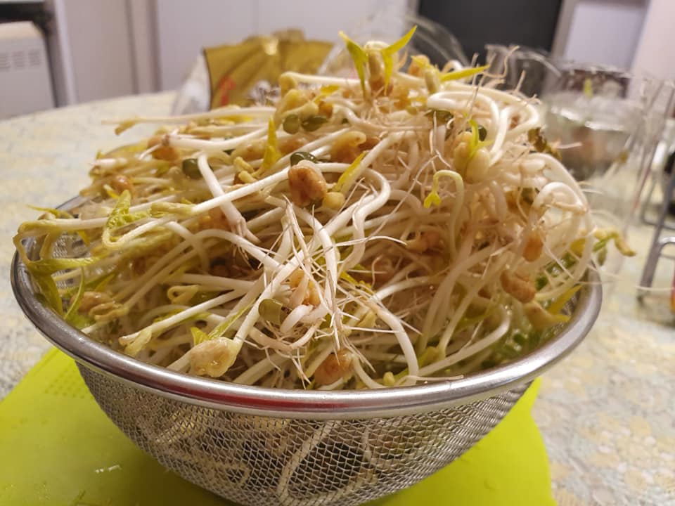 harvested beansprout