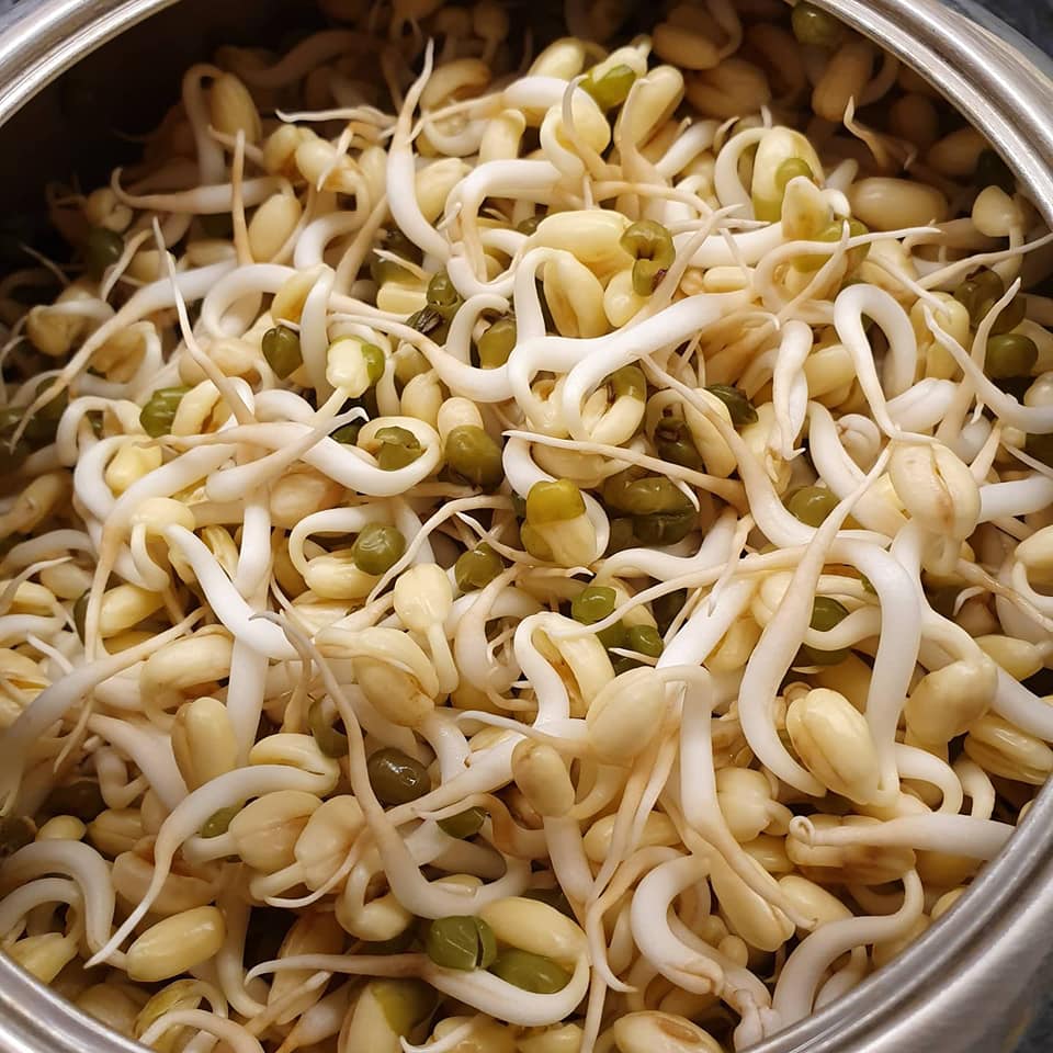 Harvesting Beansprouts