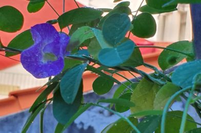 About Blue Pea Flower