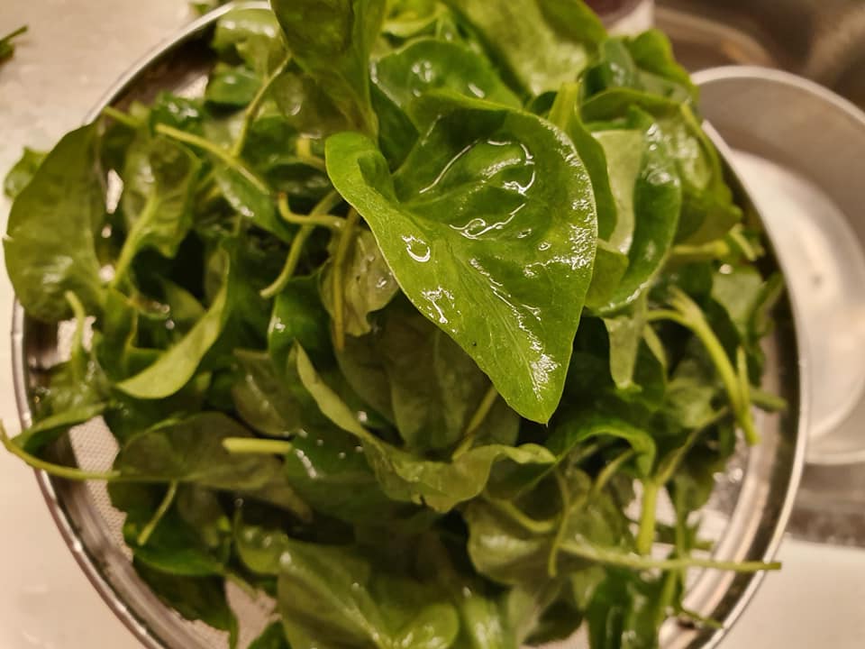 Mu-Er-Cai 木耳菜, aka Ceylon Spinach