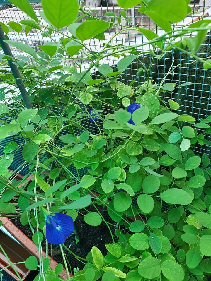 my rooftop garden