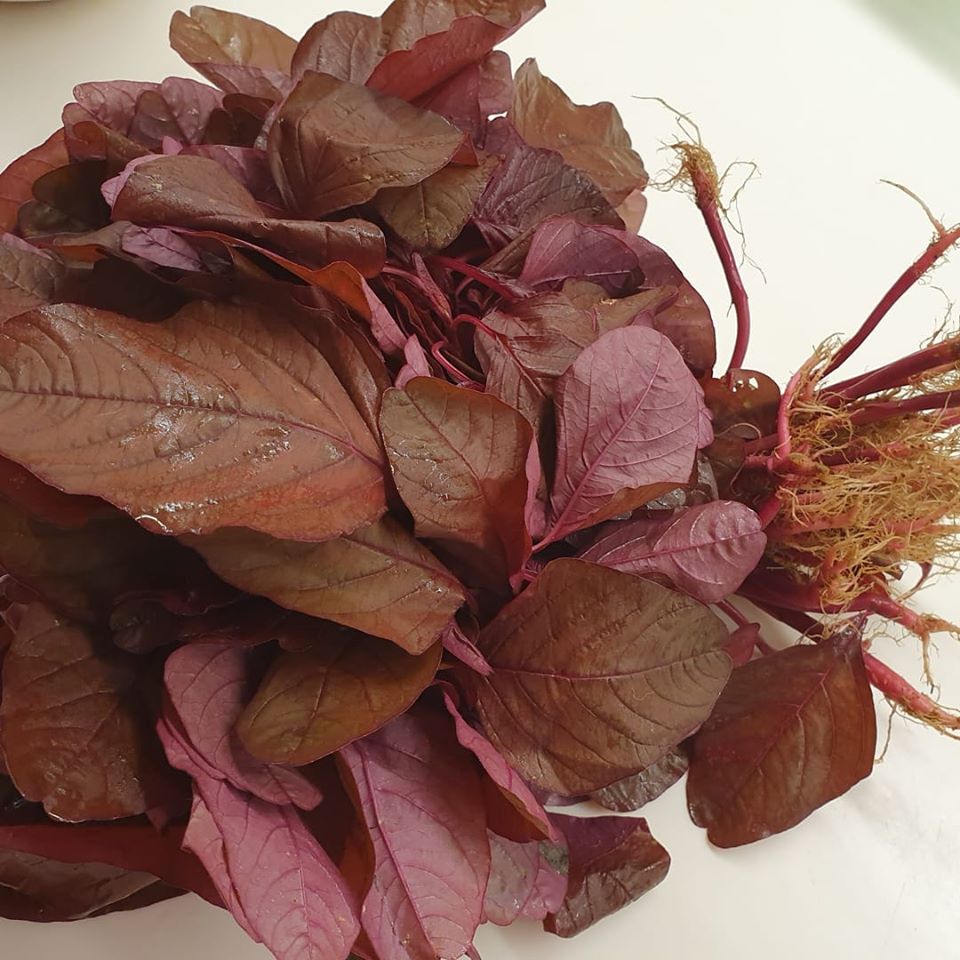 A big bundle of Red Spinach