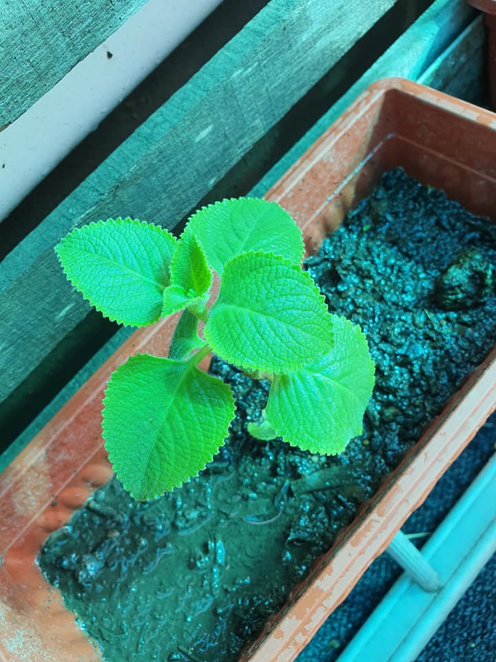 Indian Borage