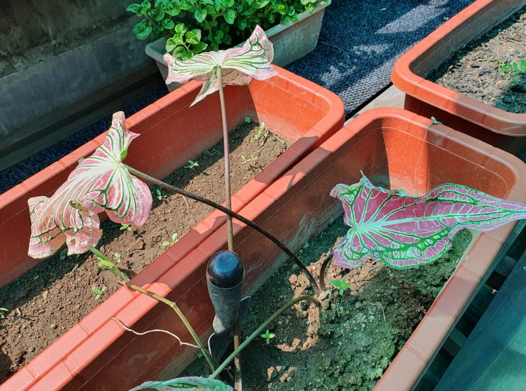 Caladium Bicolor