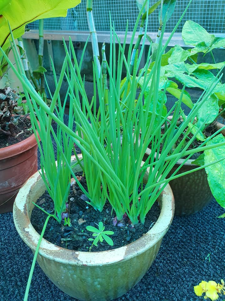 Spring Onions